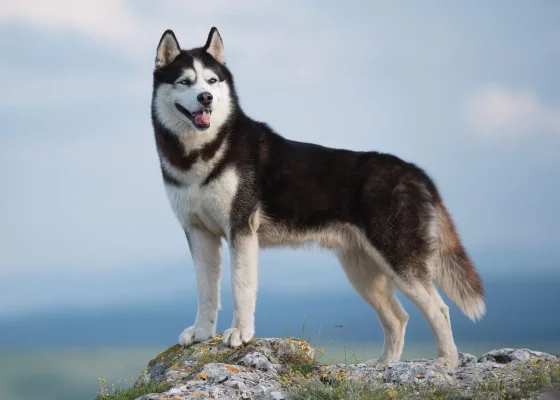 chó husky