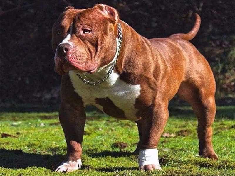 Nguồn gốc chó Pitbull có rất nhiều phiên bản và chúng rất nổi tiếng trên toàn cầu. Hãy xem hình ảnh liên quan để tìm hiểu thêm về nguồn gốc của loài chó Pitbull.