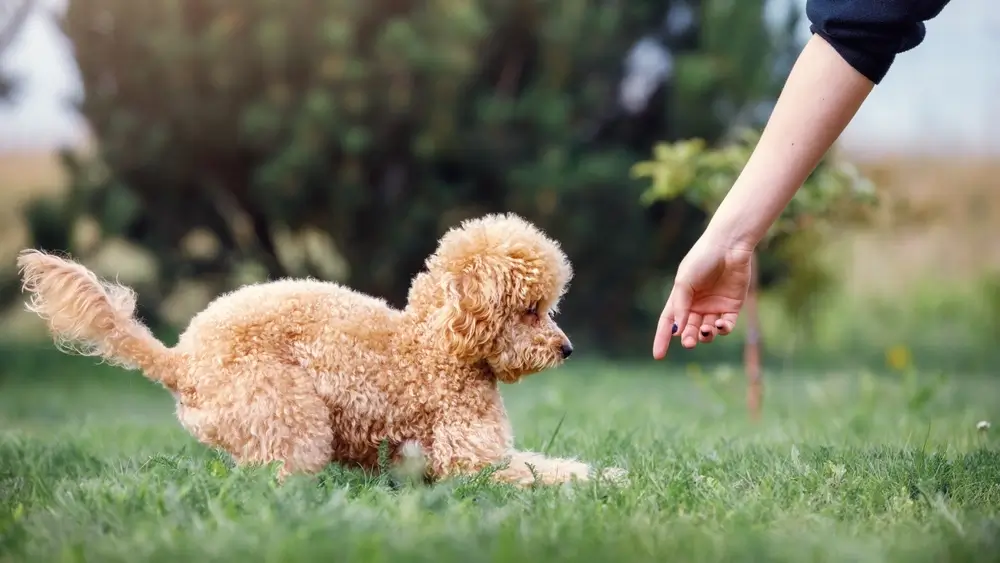 Poodle Hay Sủa, Có Cách Nào Để Bé Ngoan Hơn?