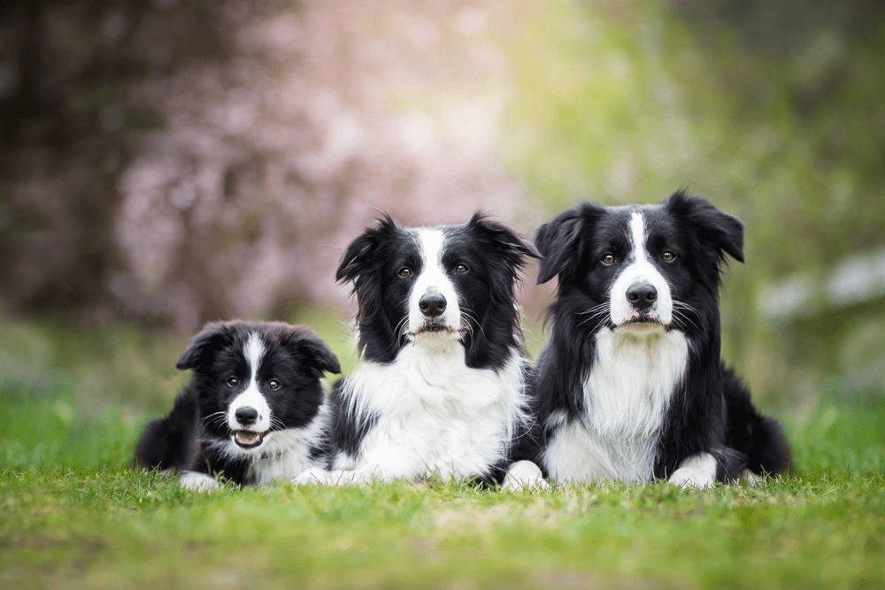 chó border collie