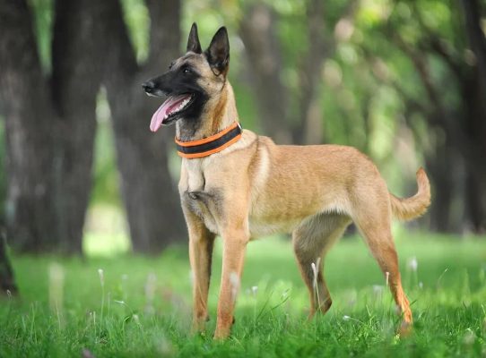 chó malinois