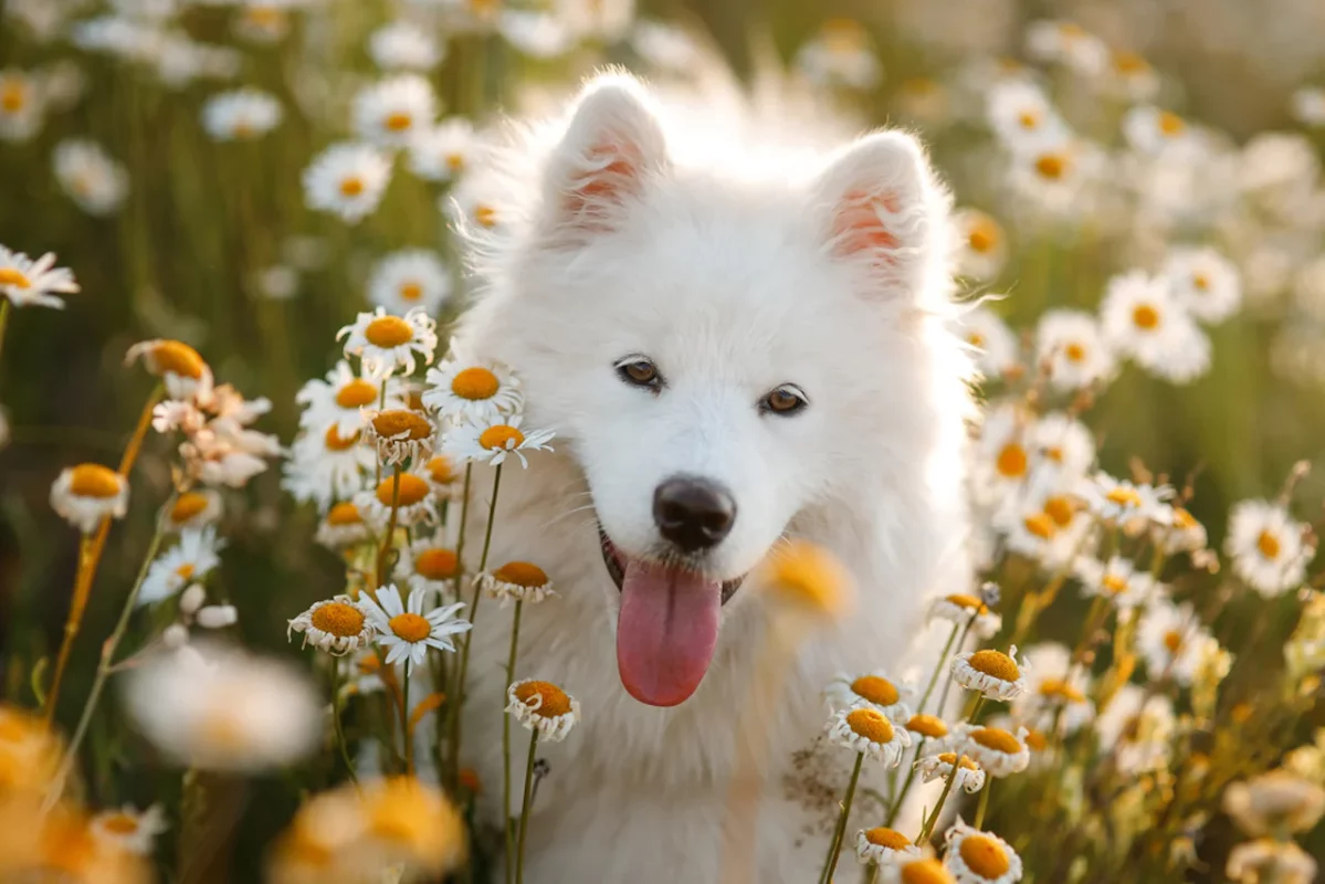 chó samoyed thuần chủng