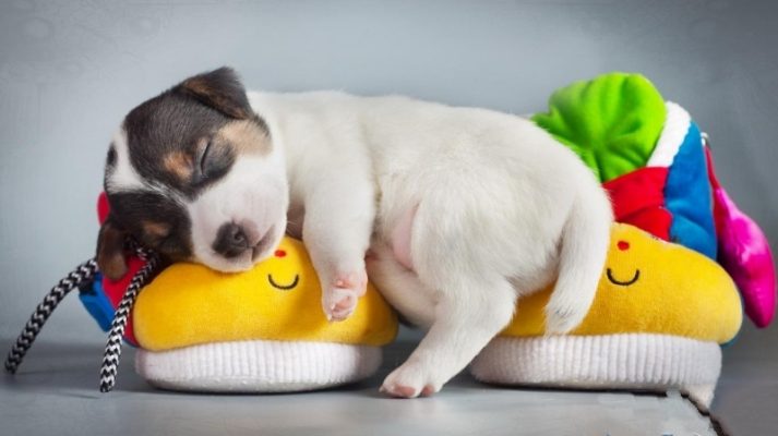 dạy chó ngủ đúng nơi đúng chỗ