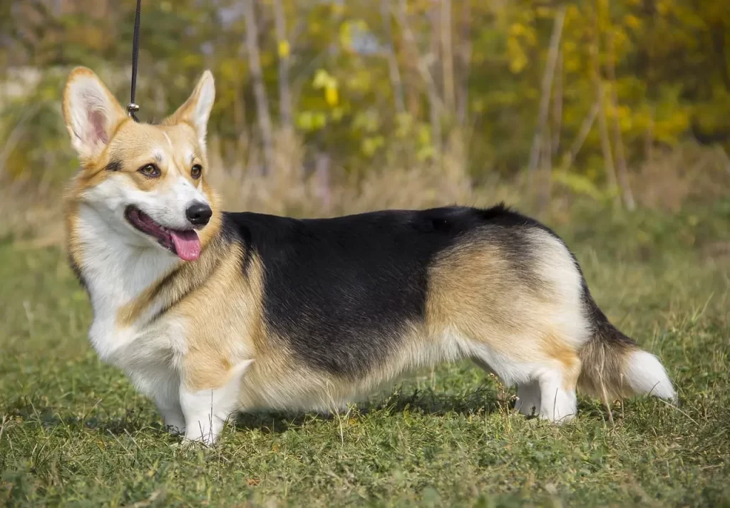 Huấn luyện chó Corgi đi vệ sinh đúng chỗ