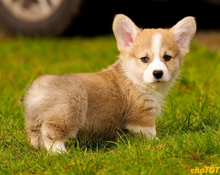 Cách dạy chó Corgi đi vệ sinh đúng chỗ