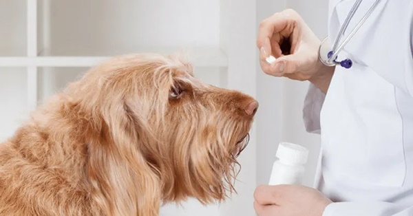 Lịch tẩy giun cho chó trưởng thành