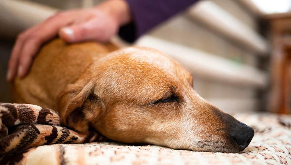 Biểu hiện chó sắp chết