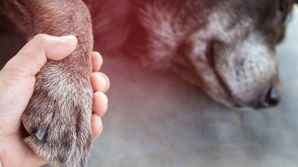 dấu hiệu chó sắp chết